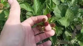Ежевика Карака Блэк зреет на Урале