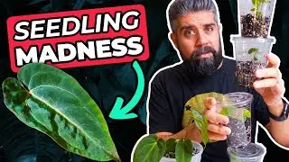 RARE Anthurium Seedlings, PART 2! ~  Repotting Fresh Imports Into TREE FERN & PON!