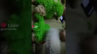 королева п***** на зелёную кошечку.