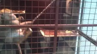 Качели