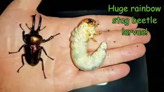 Big rainbow stag beetle larvae!