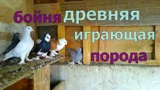 Армянские бойные голуби Armenian battle pigeons