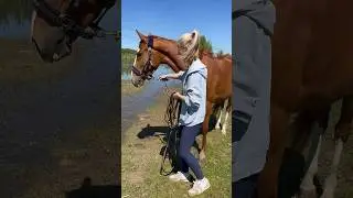 Ну, это она только сделала вид😅 #лошади #horses #equestrian