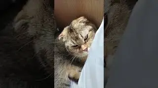 Chobi