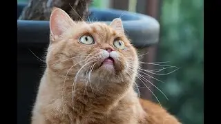Funniest Cats and Dogs 😺 🐶 Funniest Animals 😂 104