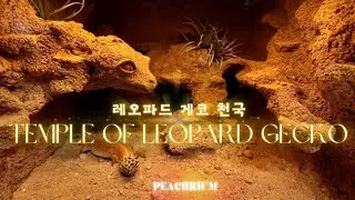 조상신이 지켜줄 것이다 !!   레오파드 게코 조상신이 지켜주는  건계사육장을  소개합니다 천국 같은 사육장 만나봐요~