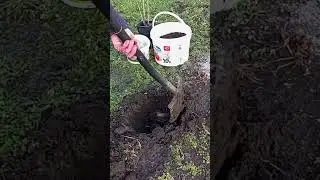 02.02.24 Зимняя посадка  белой смородины сорт Баяна