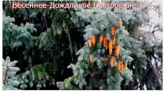 Весеннее, дождливое настроение