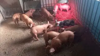 Почему они делают это👆, ДЮРКИ + ИСКУСТВЕНИКИ