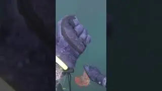 Spearfishing my first Vermillion rockfish (23in, 8lbs)