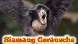 Siamang Geräusche #tierlaute #tiergeräusche #lovenature