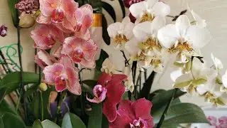 Орхидеи цветущие на лоджии в марте. Часть 1. 🌸