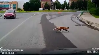 Лиса в Ухте! | 8 сентября'15 |