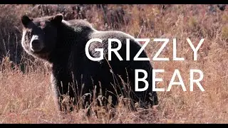 Grizzly bear
