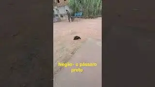 Merro de estimação com 18 anos
