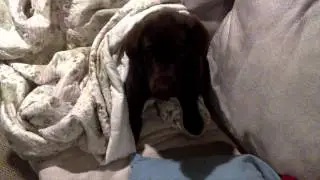 Thor sleeping under blankets