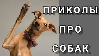 ПРИКОЛЫ про СОБАК // Минутка ЮМОРА, Смех на ПОЛЧАСА