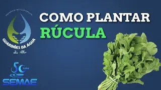 Como plantar rúcula