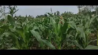 Our  MAIZE FARM Update. 1 Month 2 weeks.