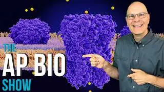 What you HAVE to know about Cell Membrane Structure and Function