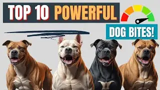 10 Dog Breeds With the Strongest Bite Force – You Won’t Believe #1!