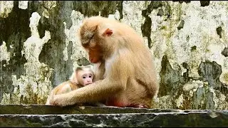 Newborn Baby Leo Begging Mum For Milk…