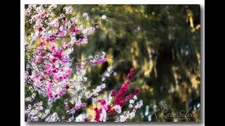 Create an Import Preset in Lightroom Classic