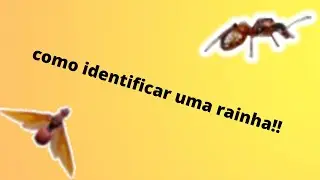 como identificar uma formiga rainha!!!