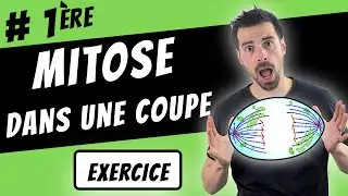 MITOSE dans une coupe -Première SVT
