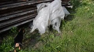 Щенки Беларускага ганчака