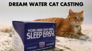 YouTube's First Ever Cat Casting