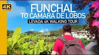 Funchal To Camara De Lobos By Levada | A Madeira, Portugal 4K Walk