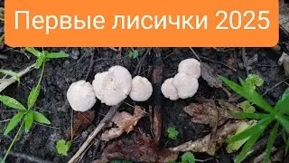 Открыли грибной сезон 21.06.2025 