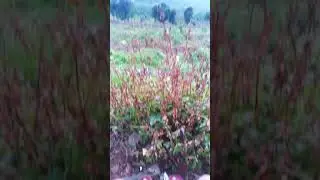 MENTARI PAGI