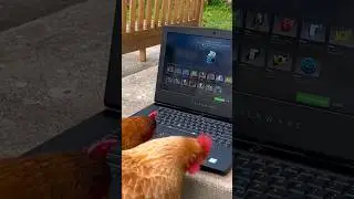 Chicken Opens A Titan Holo