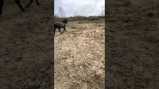 Амиир