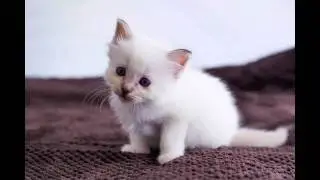ClickCats diaserie kittens 5 wkn