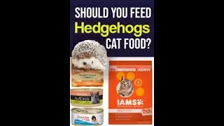 criminal Hedgehog eating  cat food