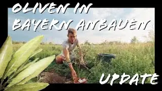 Oliven in Bayern anbauen | Update | Projekt gescheitert?