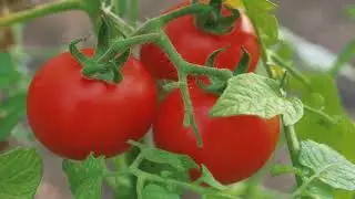 Boric acid for tomatoes and cucumbers Spraying