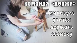 Учим с бультерьером новый трюк по удержанию сосиски. Первый урок с этим трюком.