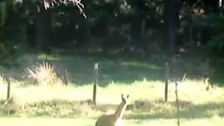 Lucysentado.MP4