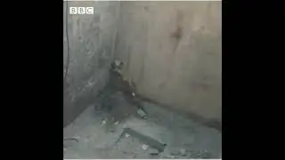 wise fox saved by a rope
