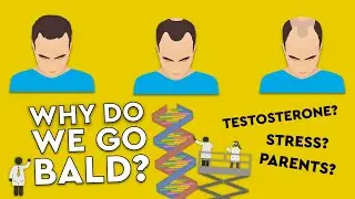 Why Do We Go Bald? / What Causes Hair Loss? 