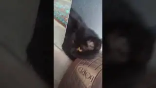 да это мой кот❤️