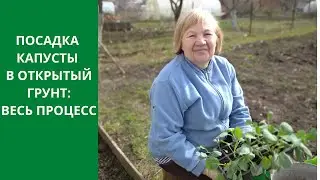 ПОСАДКА КАПУСТЫ В ОТКРЫТЫЙ ГРУНТ: ВЕСЬ ПРОЦЕСС