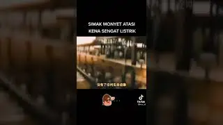 cara monyet menyelamatkan teman nya yang kena setrum listrik tegangan tinggi #shorts