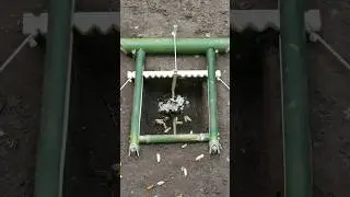 pheasant trap underground