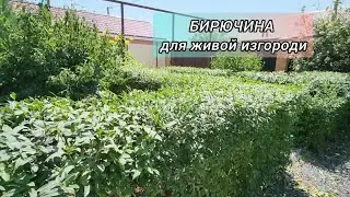 Бирючина. Нужны ли саженцы этой декоративной культуры в нашем ассортименте?
