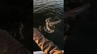 This was EPIC 🔥 #musky #fishing #shorts